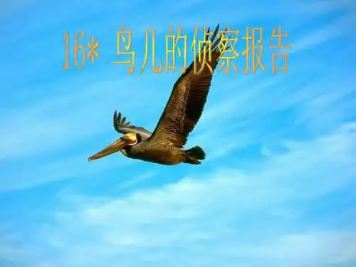 16.《鸟儿的侦察报告》
