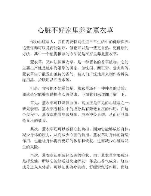 心脏不好家里养盆薰衣草