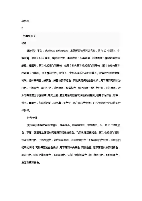 黑水鸡
