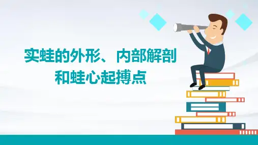 实蛙的外形内部解剖和蛙心起搏点