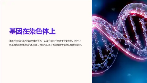 基因在染色体上 课件(30张)