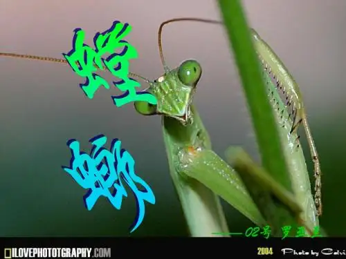 螳螂