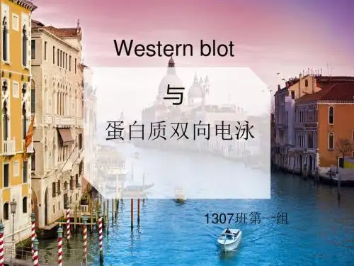 Western blot 、蛋白质双向电泳的原理、方法及在医学中的应用
