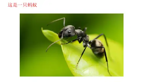 人教版小学美术六年级上册 2课《点的集合》(教学课件)