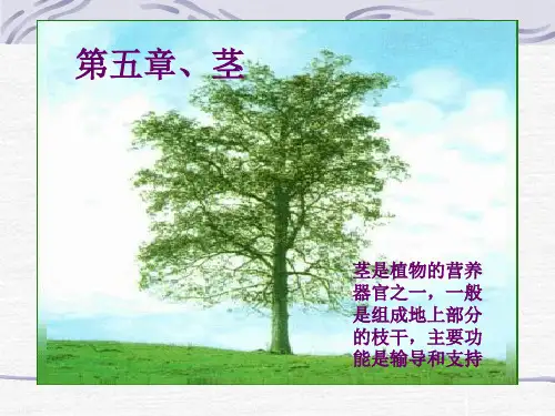 第五章、茎