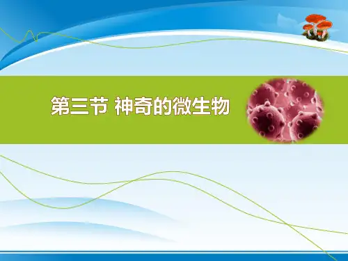 《神奇的微生物》PPT课件