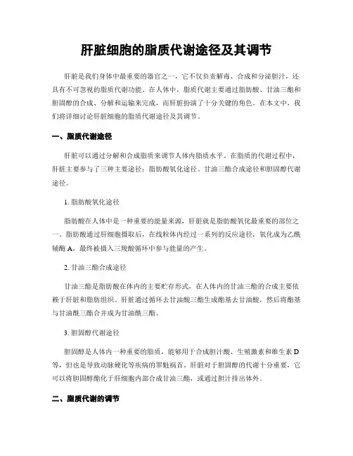 肝脏细胞的脂质代谢途径及其调节