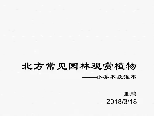 北方常见园林观赏植物介绍(PPT54页)