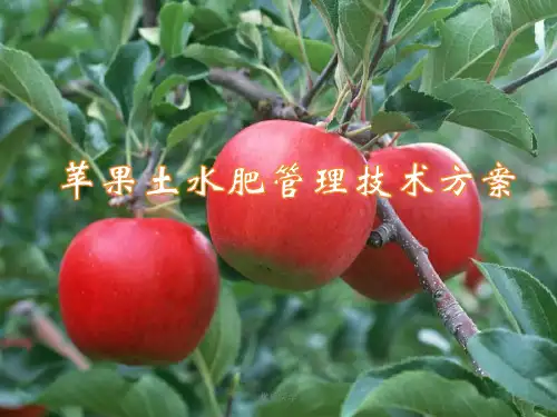 苹果水肥管理方案[详尽整齐]