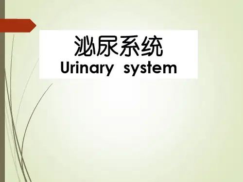 系统解剖学之泌尿系统