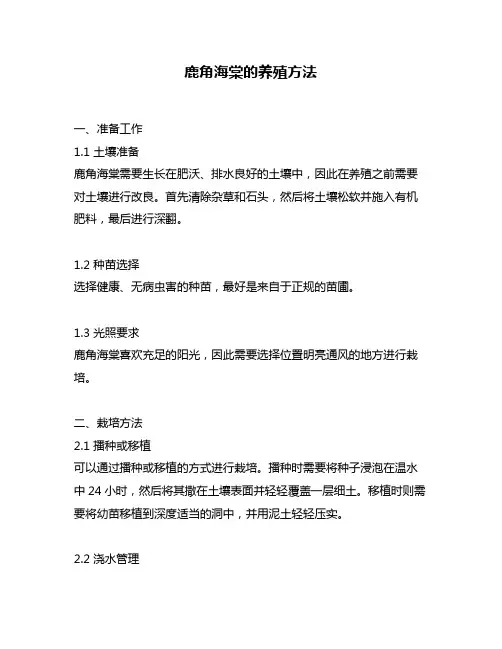 鹿角海棠的养殖方法