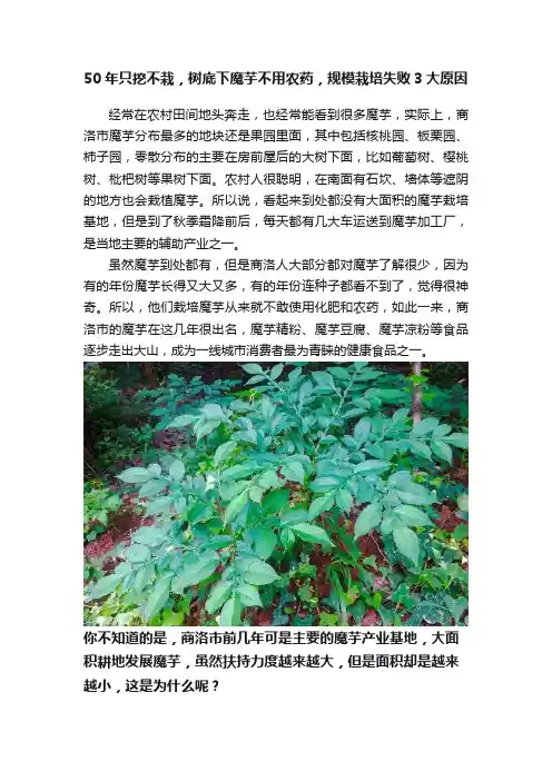 50年只挖不栽，树底下魔芋不用农药，规模栽培失败3大原因