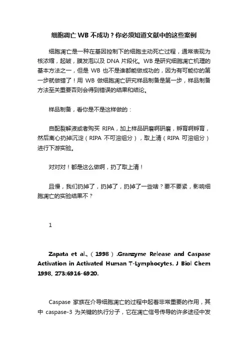 细胞凋亡WB不成功？你必须知道文献中的这些案例