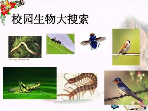 六年级科学上册4.1校园生物大搜索 PPT精品课件2教科版