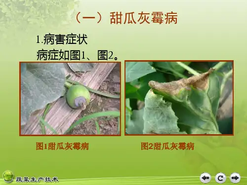 甜瓜病虫害防治技术