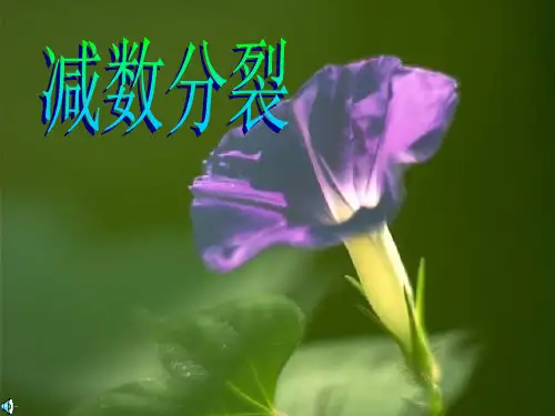 减数分裂