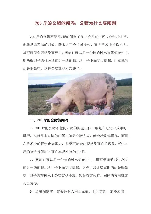700斤的公猪能阉吗,公猪为什么要阉割