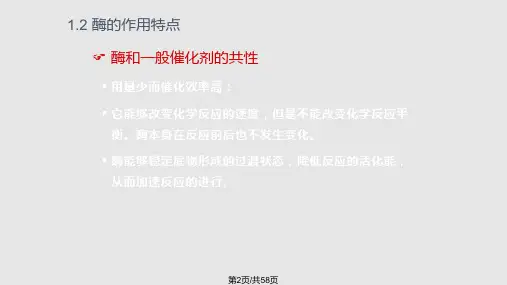 酶生物催化剂.pptx