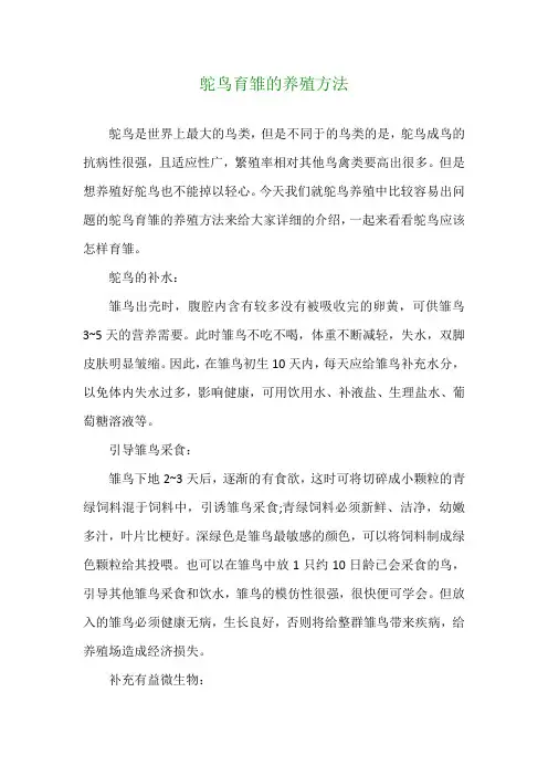 鸵鸟育雏的养殖方法