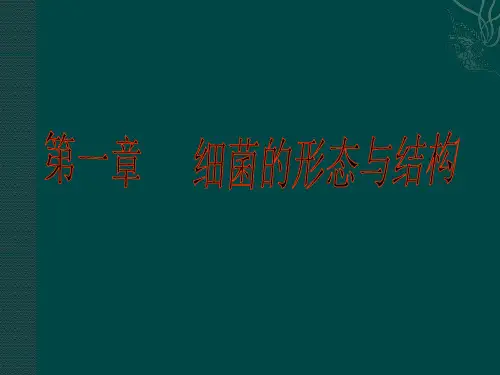 细菌的形态与结构