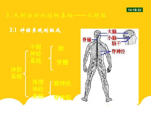 反射活动的结构基础反射弧实用PPT文档