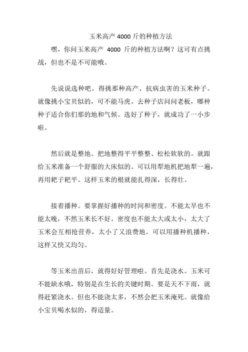 玉米高产4000斤的种植方法