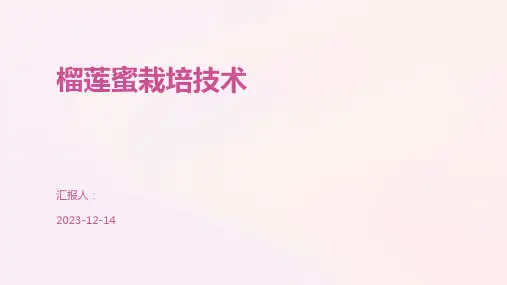 榴莲蜜栽培技术
