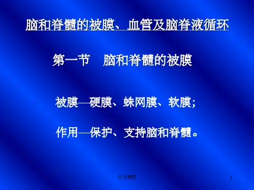 《脑和脊髓的被膜》PPT课件