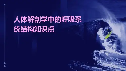 人体解剖学中的呼吸系统结构知识点