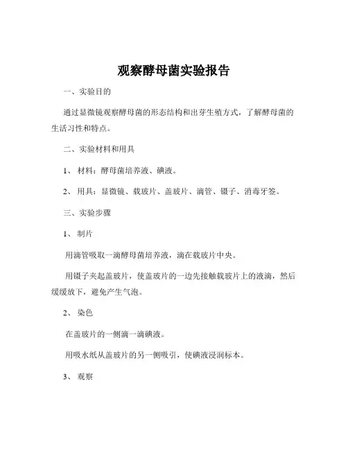 观察酵母菌实验报告