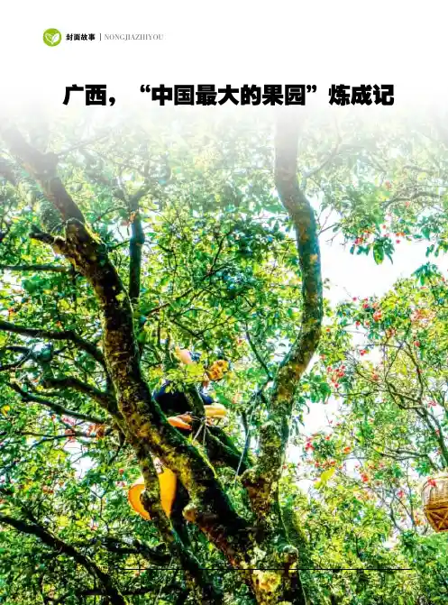 广西,“中国最大的果园”炼成记