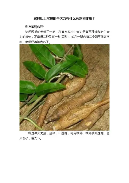 农村山上常见的牛大力有什么药效和作用？
