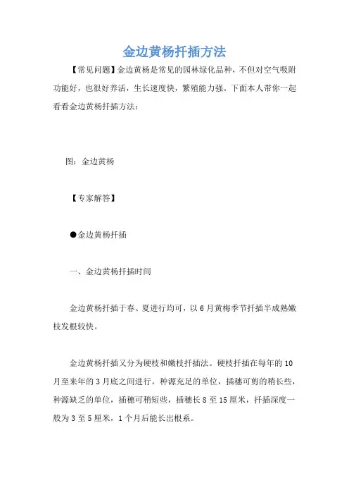 金边黄杨扦插方法
