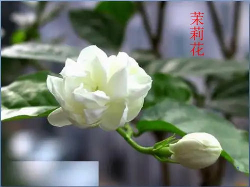 湖南文艺出版社小学四年级音乐上册(简谱)：茉莉花