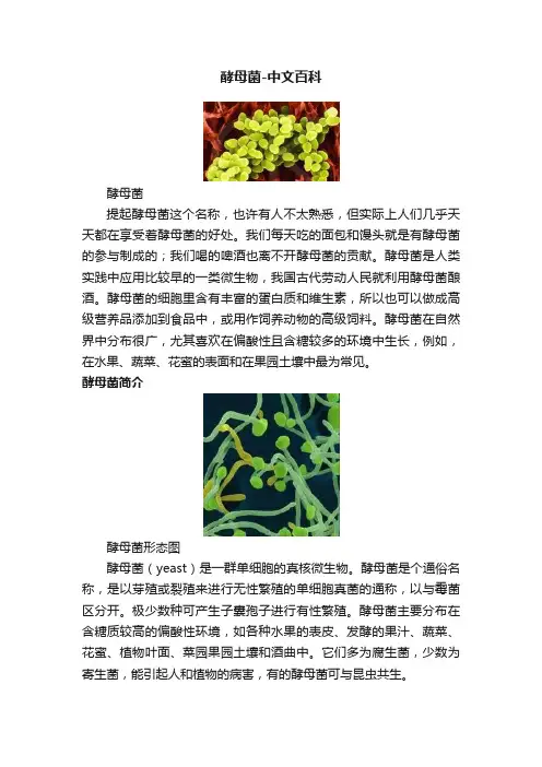 酵母菌-中文百科