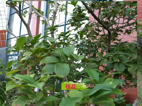 华东师大版初中科学八上绿色开花植物的营养器官