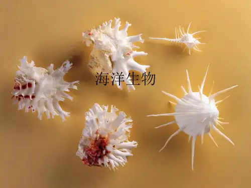 海洋生物介绍