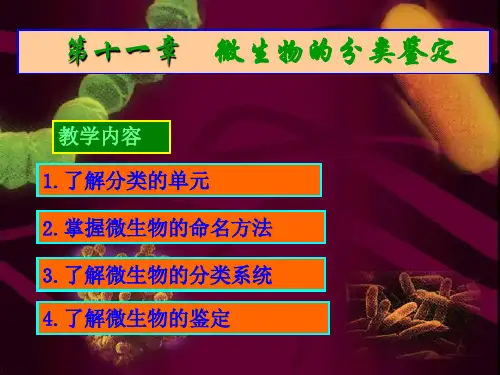 第11章微生物分类。课件