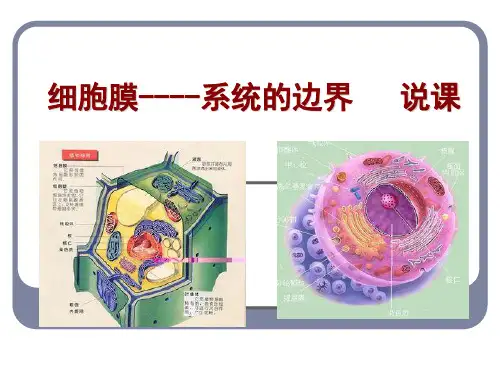 人教版高中生物必修一第三章第一节《细胞膜——系统的边界》说课课件(共18页)