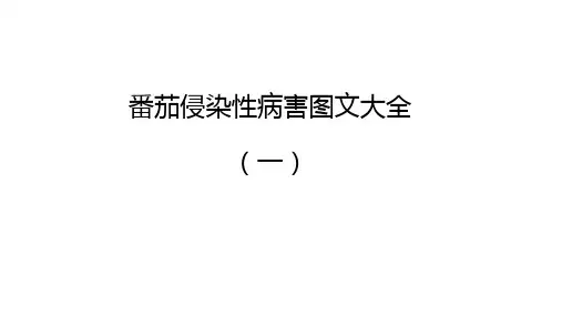 番茄侵染性病害图文大全