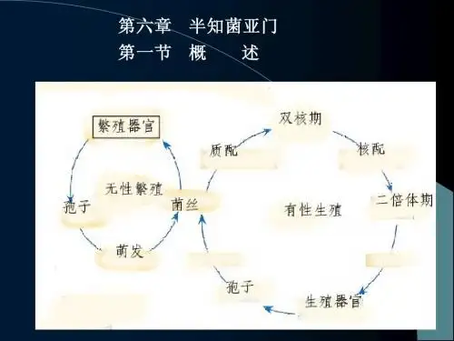 第六章  半知菌亚门