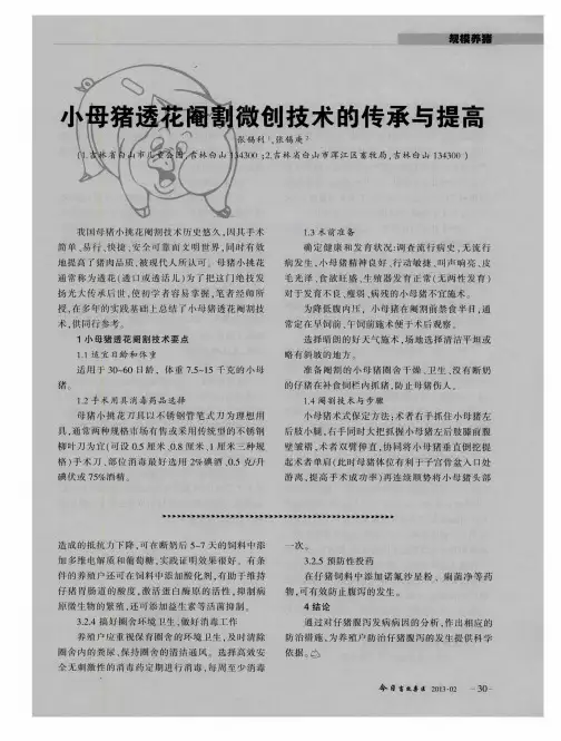 小母猪透花阉割微创技术的传承与提高