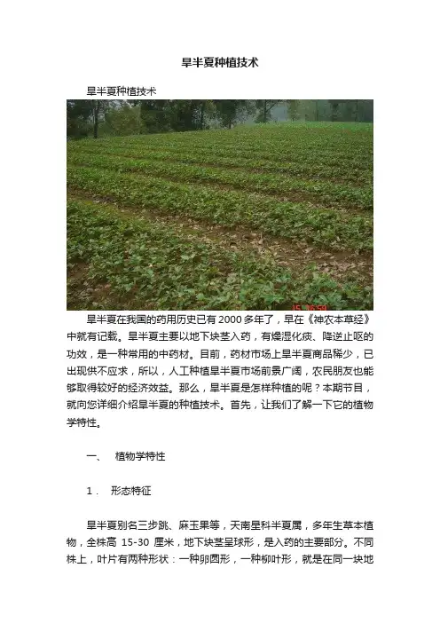 旱半夏种植技术