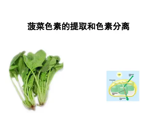 有机化学实验课件24菠菜色素的提取和色素分离