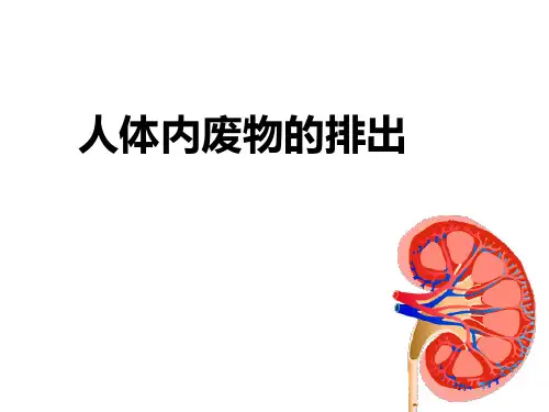 人教版七年级生物下册4.5人体内废物的排出  课件 (共32张PPT)