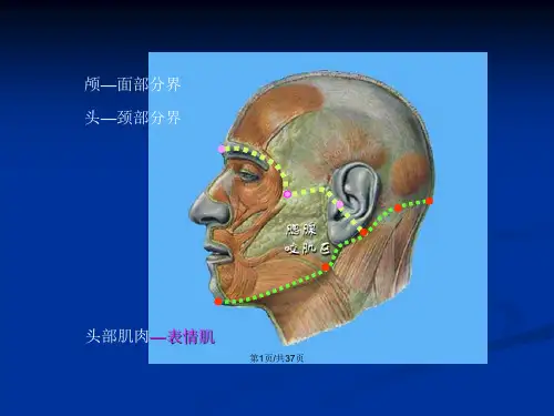 局部解剖学教学头颈部