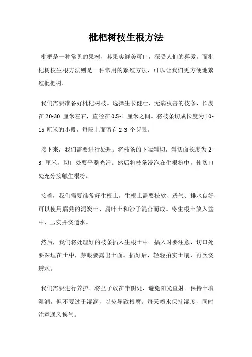 枇杷树枝生根方法