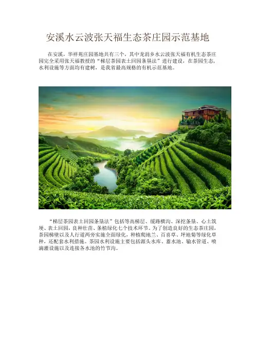 安溪水云波张天福生态茶庄园示范基地