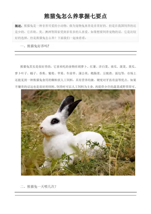 熊猫兔怎么养掌握七要点