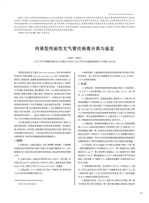 鸡肾型传染性支气管炎病毒分离与鉴定